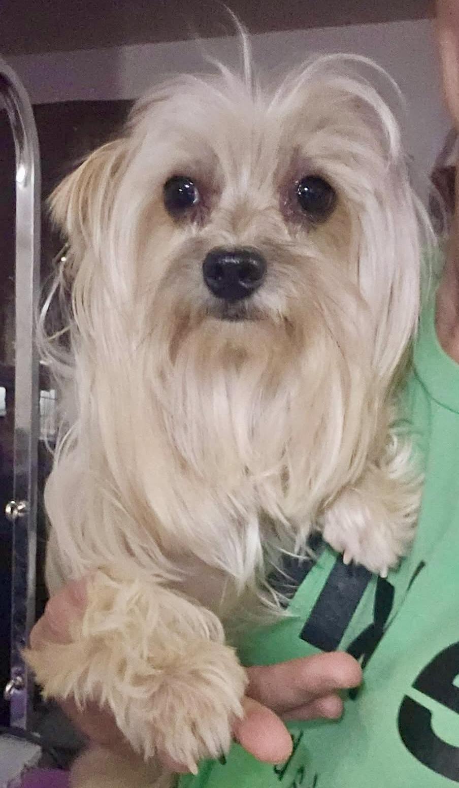 Reggie, a Adoptable mixed breed in Pocatello, ID image 2/5