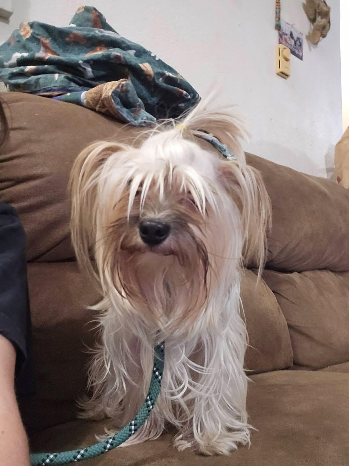 Enlarge Reggie, a Adoptable mixed breed in Pocatello, ID image 5/6