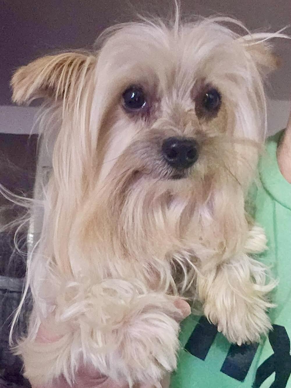 Reggie, Adoptable, Young Male Yorkshire Terrier.