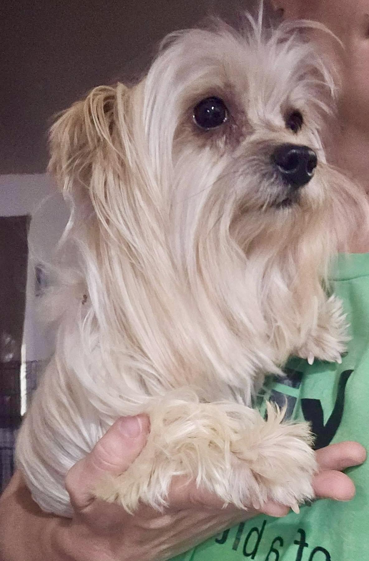 Reggie, a Adoptable mixed breed in Pocatello, ID image 4/5