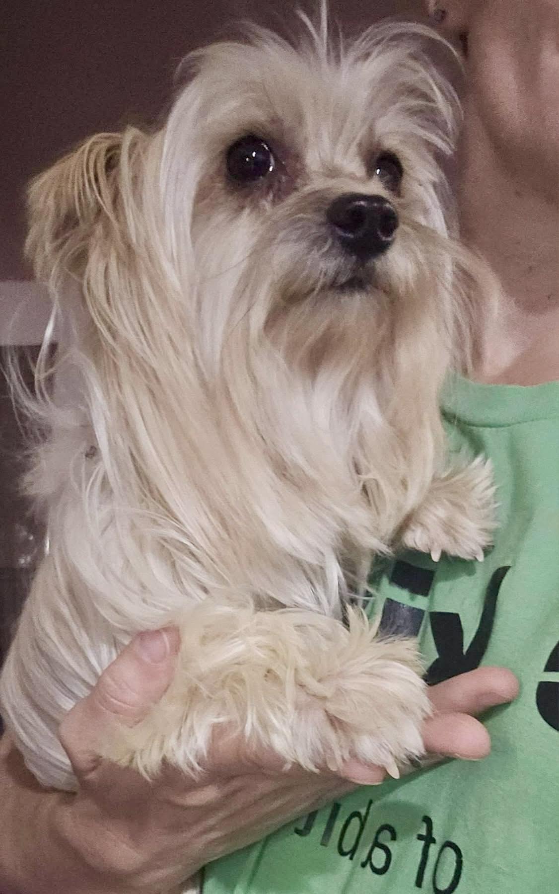 Reggie, a Adoptable mixed breed in Pocatello, ID image 3/5
