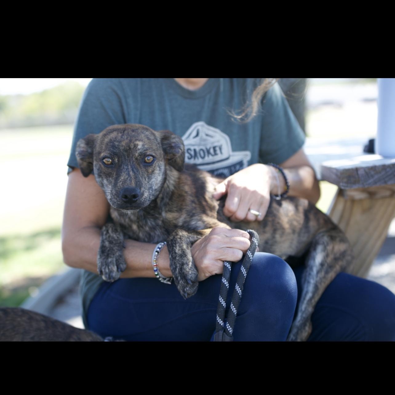 Piper, Adoptable, Young Female Mixed Breed & German Shepherd Dog.