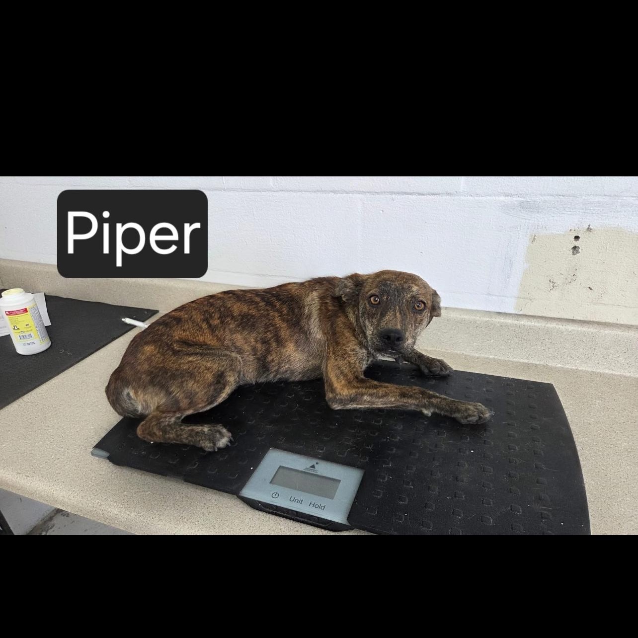 Enlarge Piper, a Adoptable mixed breed in Mount Sterling, KY image 5/5