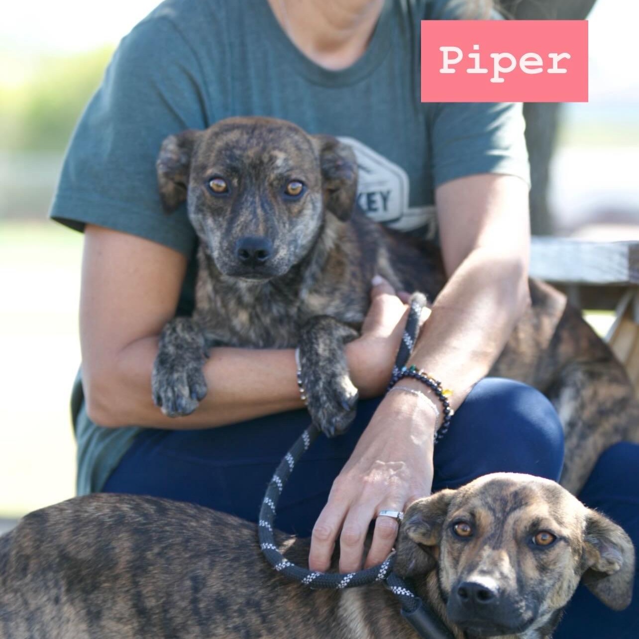 Enlarge Piper, a Adoptable mixed breed in Mount Sterling, KY image 1/5