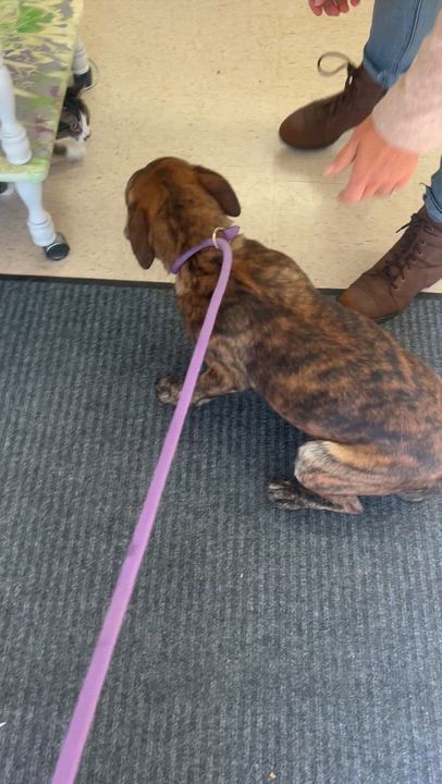 Enlarge Piper, a Adoptable mixed breed in Mount Sterling, KY video 2/5