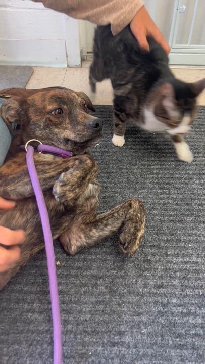 Enlarge Piper, a Adoptable mixed breed in Mount Sterling, KY video 3/5