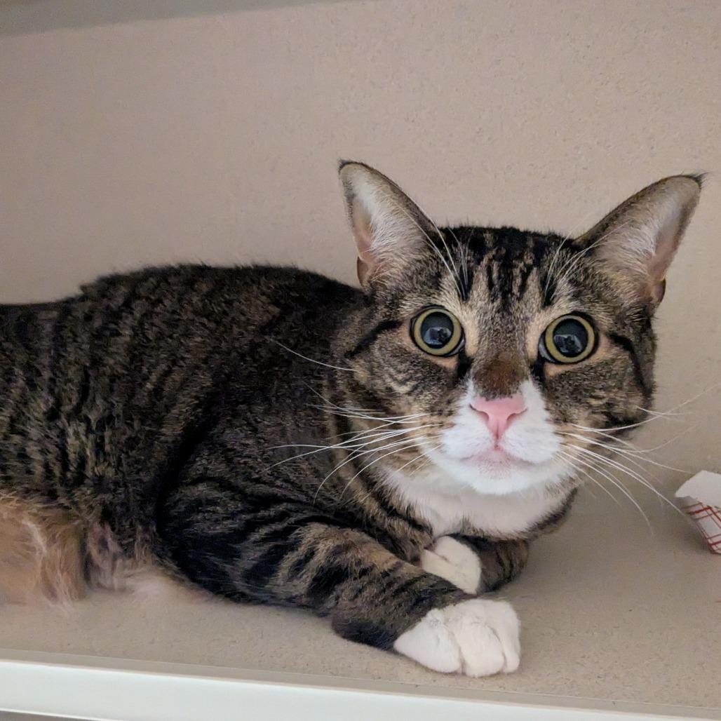 Enlarge Niyla, a Adoptable Domestic Short Hair in Providence, RI image 1/6