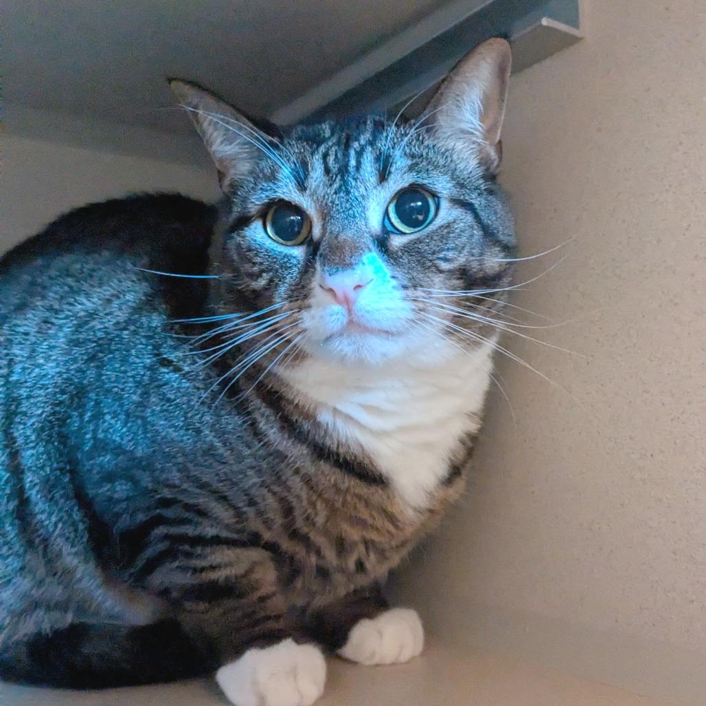 Enlarge Niyla, a Adoptable Domestic Short Hair in Providence, RI image 2/6