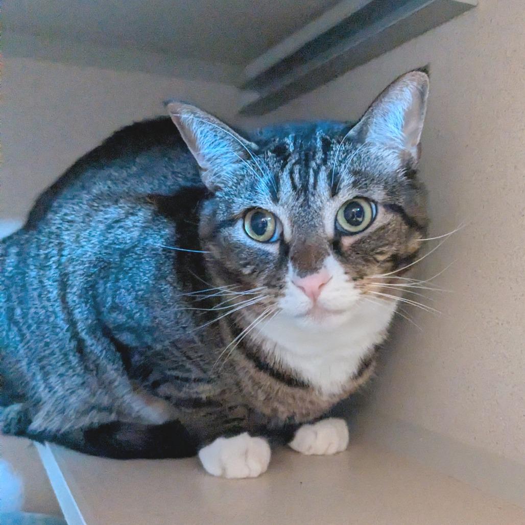 Enlarge Niyla, a Adoptable Domestic Short Hair in Providence, RI image 3/6