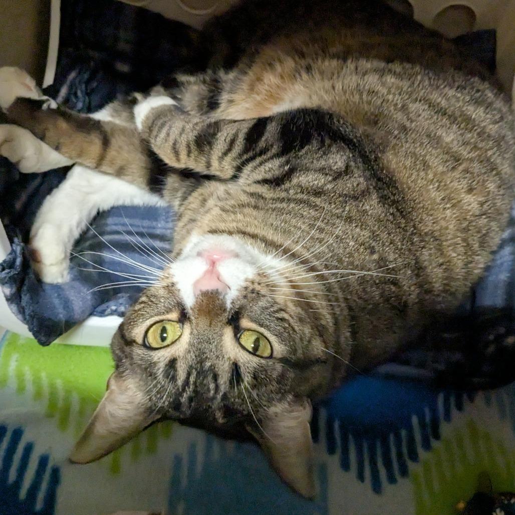 Enlarge Niyla, a Adoptable Domestic Short Hair in Providence, RI image 4/6