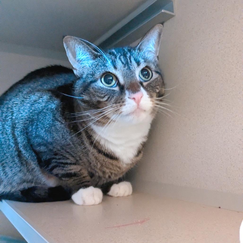 Enlarge Niyla, a Adoptable Domestic Short Hair in Providence, RI image 5/6