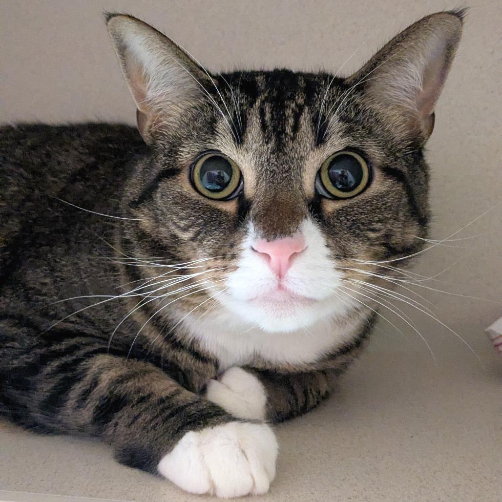 Enlarge Niyla, a Adoptable Domestic Short Hair in Providence, RI image 4/6