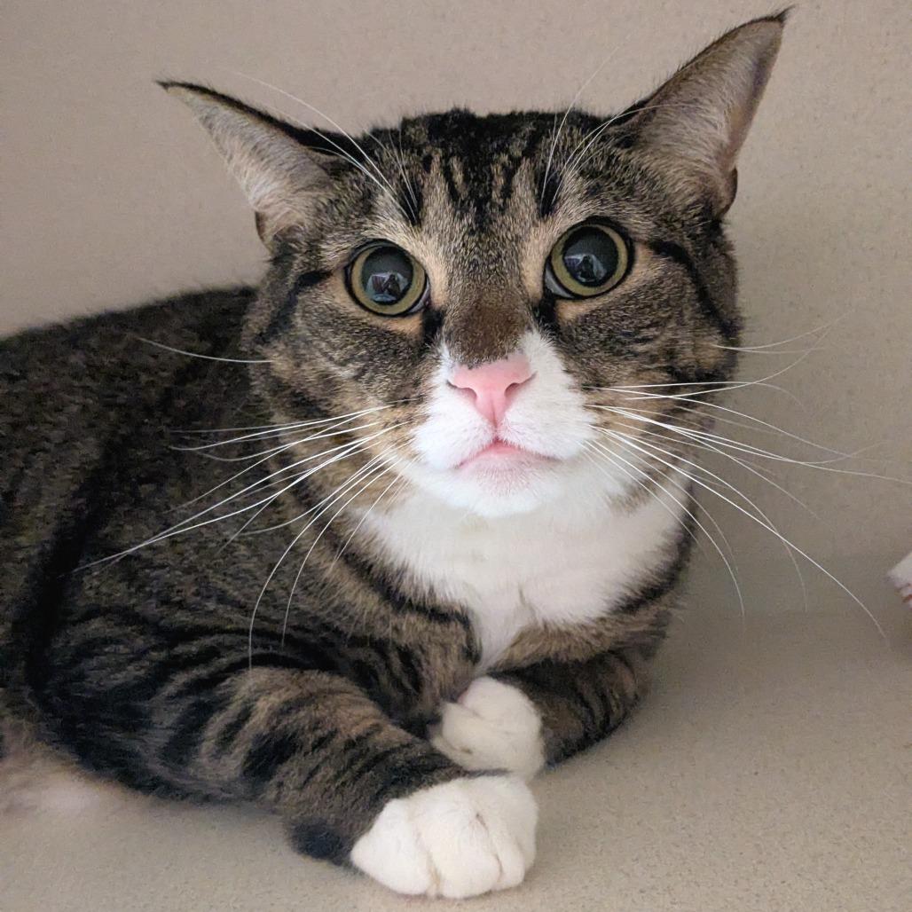 Enlarge Niyla, a Adoptable Domestic Short Hair in Providence, RI image 6/6