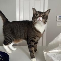 Enlarge Niyla, a Adoptable Domestic Short Hair in Providence, RI image 6/6