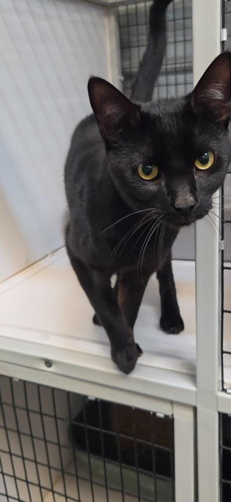 Enlarge Knight, a Adoptable mixed breed in Shelbyville, TN image 1/4