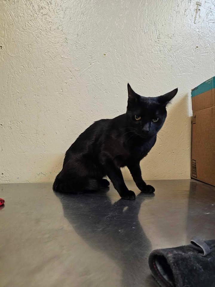 Enlarge Knight, a Adoptable mixed breed in Shelbyville, TN image 2/4