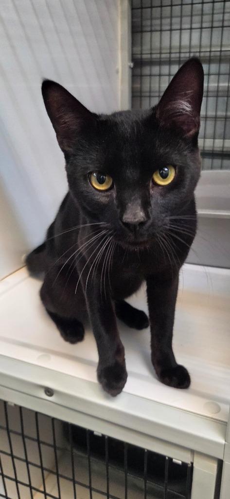 Enlarge Knight, a Adoptable mixed breed in Shelbyville, TN image 3/4