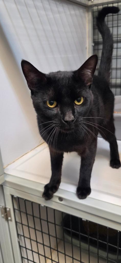 Enlarge Knight, a Adoptable mixed breed in Shelbyville, TN image 4/4