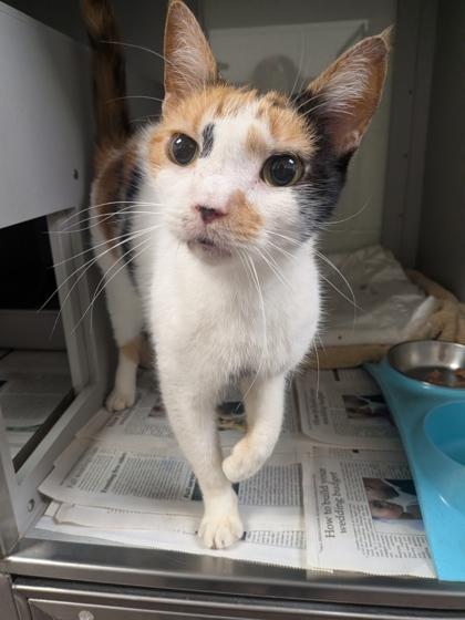 Halzey, Adoptable, Adult Female Domestic Short Hair & Domestic Short Hair.