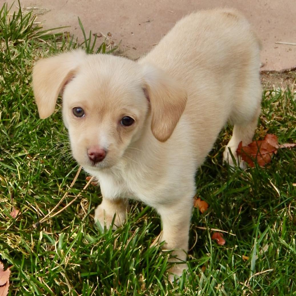 Caroline, a Adoptable mixed breed in Mead, CO image 2/3