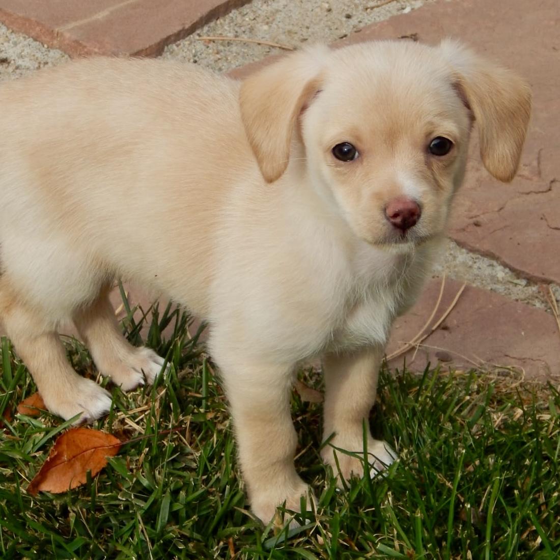 Caroline, Adoptable, Puppy Female Chihuahua & Poodle.