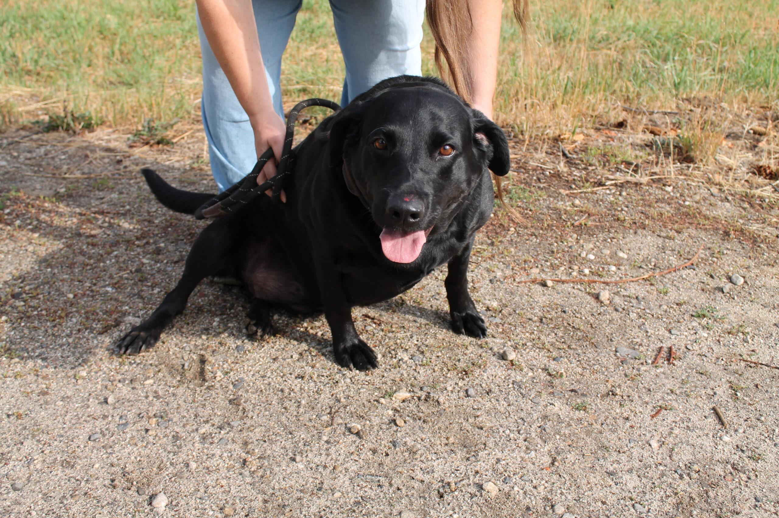 Enlarge Mazy, a Adoptable mixed breed in McCall, ID image 3/3