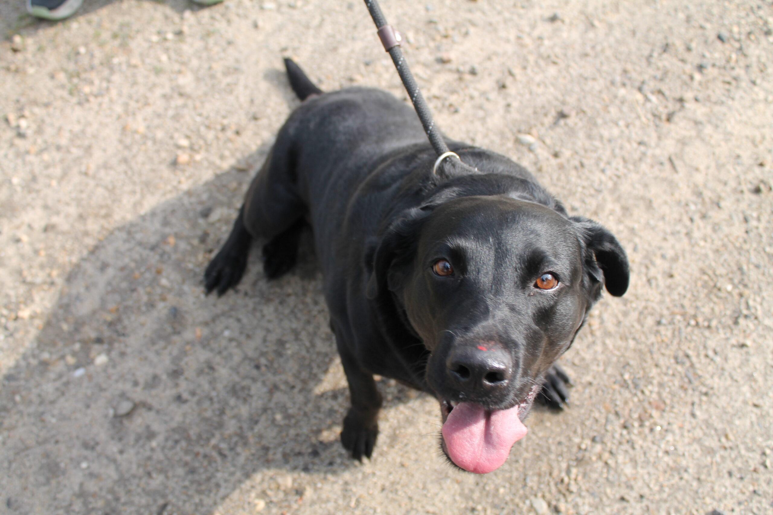 Mazy, Adoptable, Adult Female Labrador Retriever.
