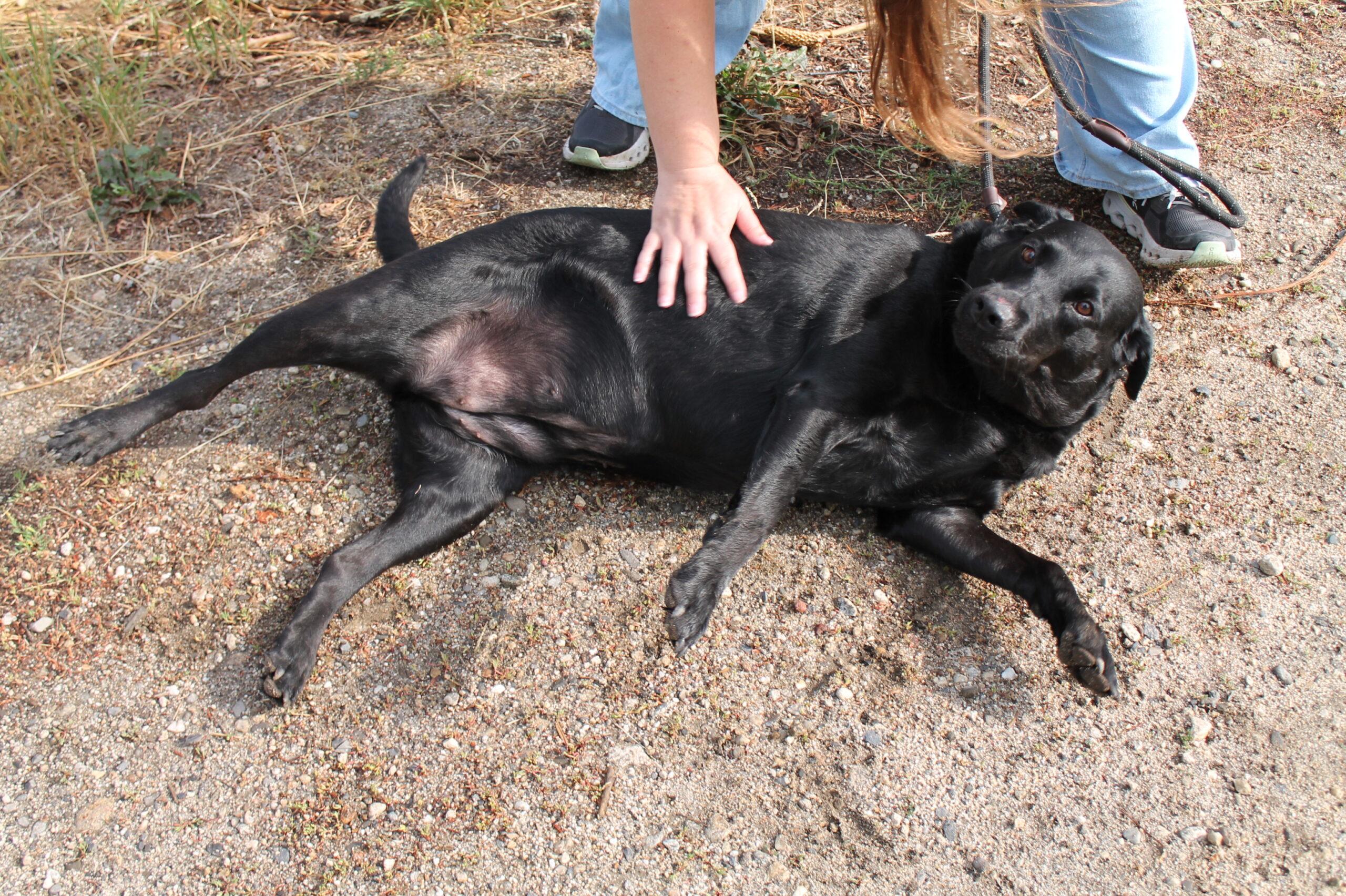 Enlarge Mazy, a Adoptable mixed breed in McCall, ID image 2/3