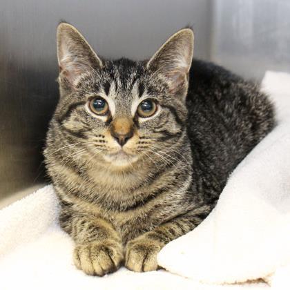 Shelby, Adoptable, Adult Female Domestic Short Hair.