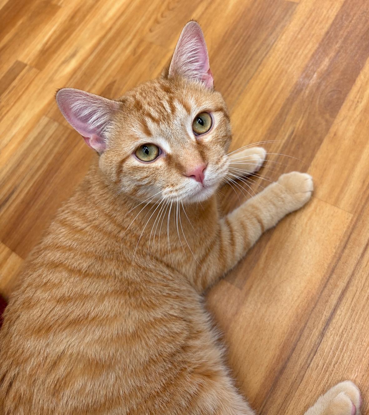 Enlarge Chester, a Adoptable Tabby in Schaumburg, IL image 4/4