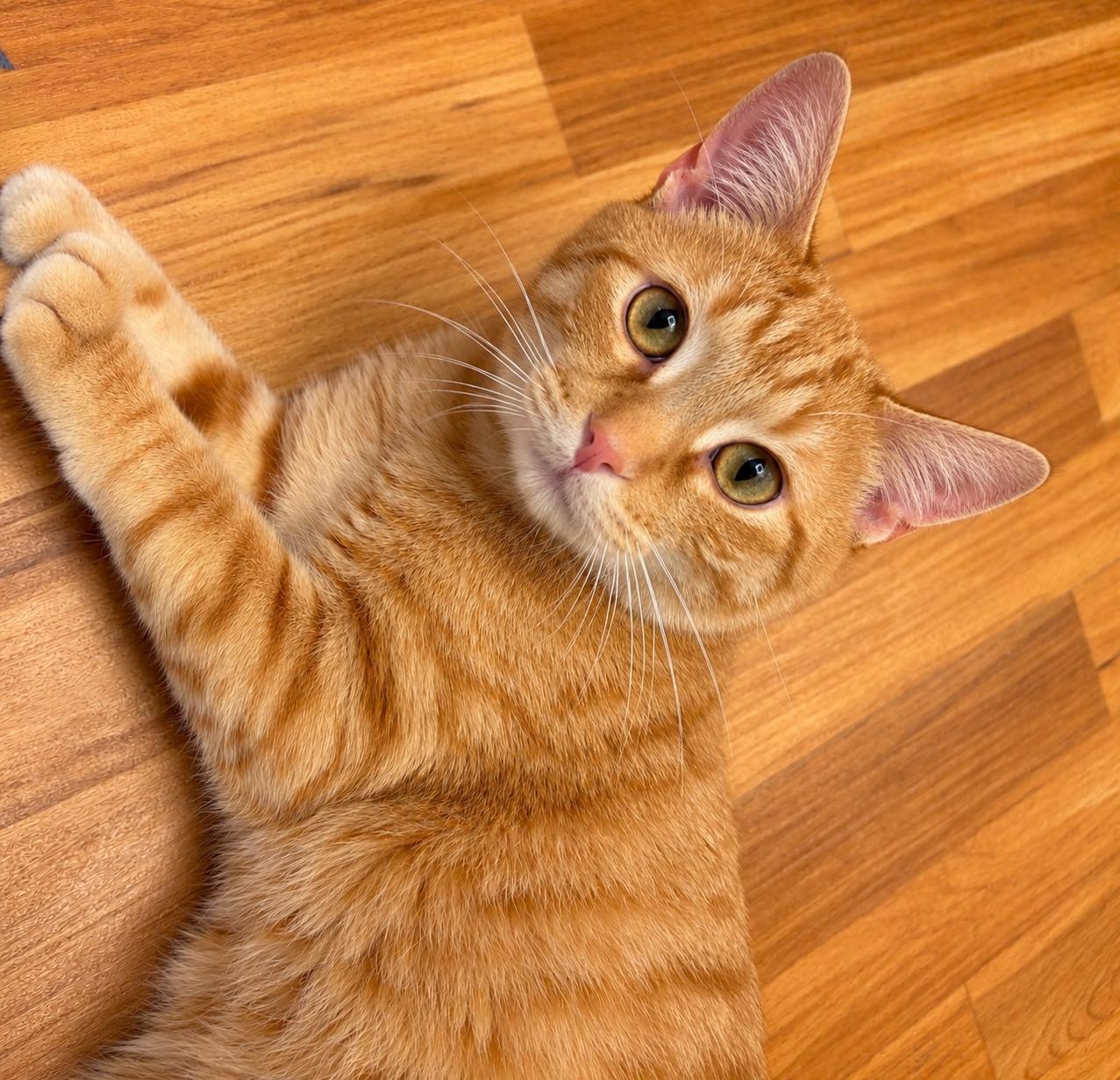 Chester, Adoptable, Young Male Tabby.