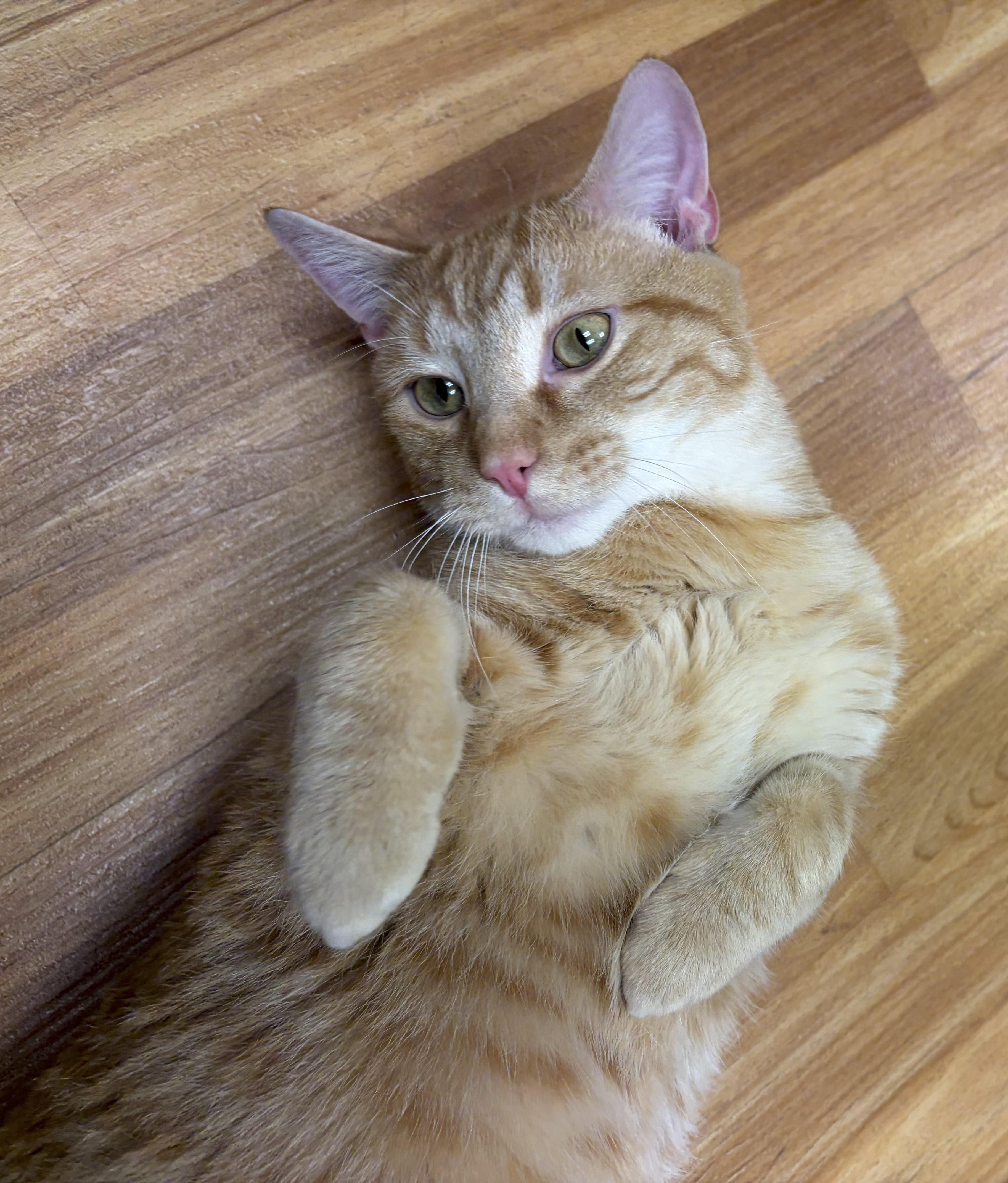 Enlarge Chester, a Adoptable Tabby in Schaumburg, IL image 3/4