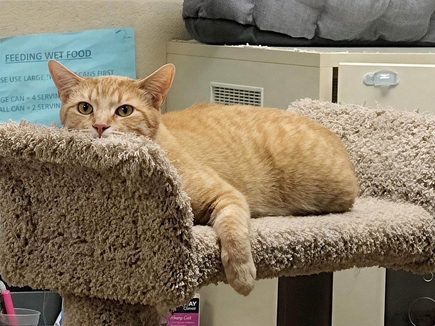 Enlarge Chester, a ADOPTABLE Tabby in Schaumburg, IL image 1/1