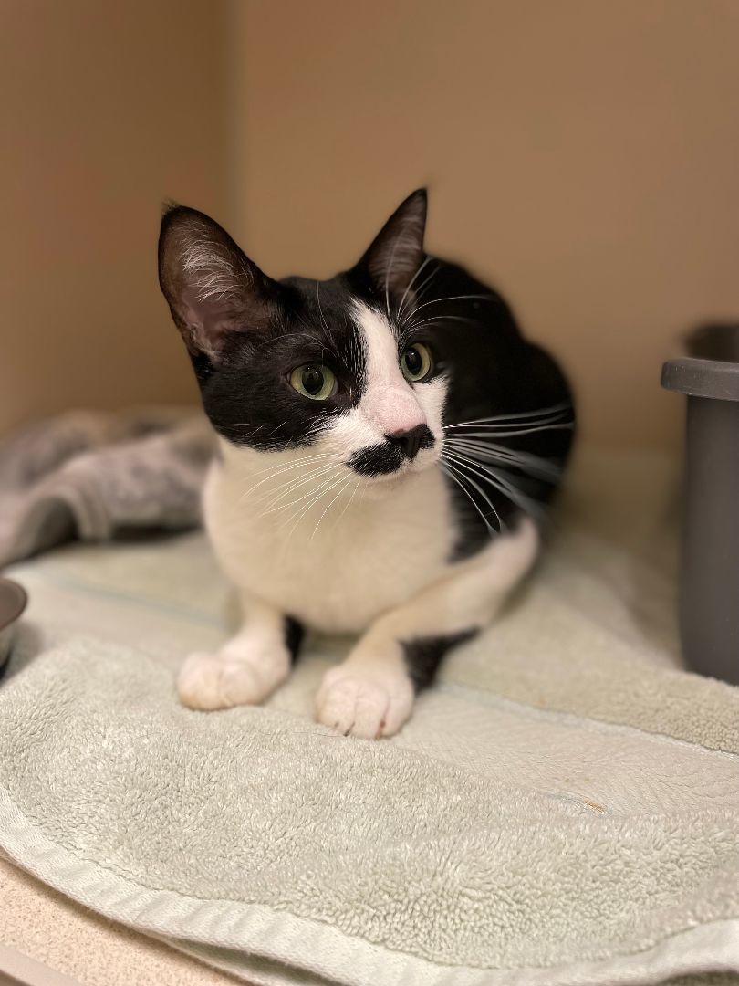 Mustache, adoptable, Adult Male Domestic Short Hair.