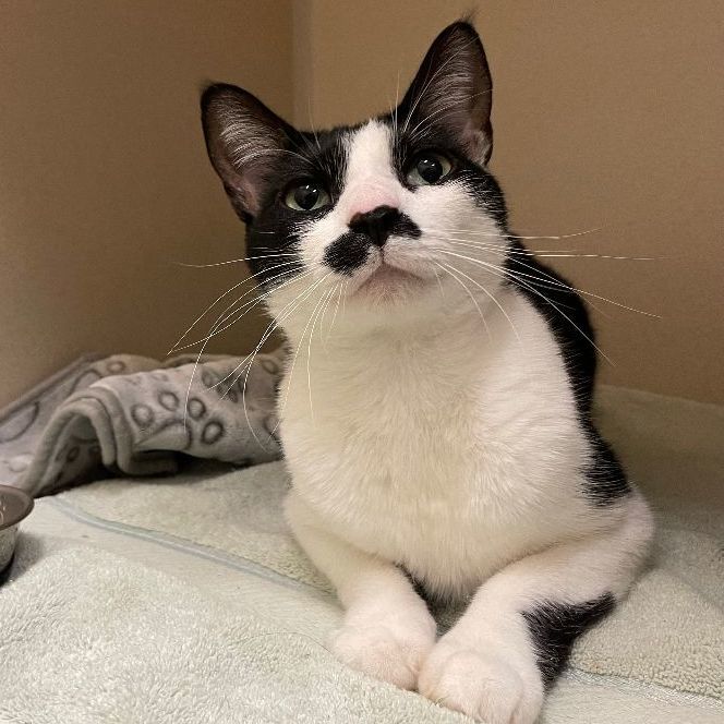 Mustache, an adoptable Domestic Short Hair in Hackensack, MN image 2/3