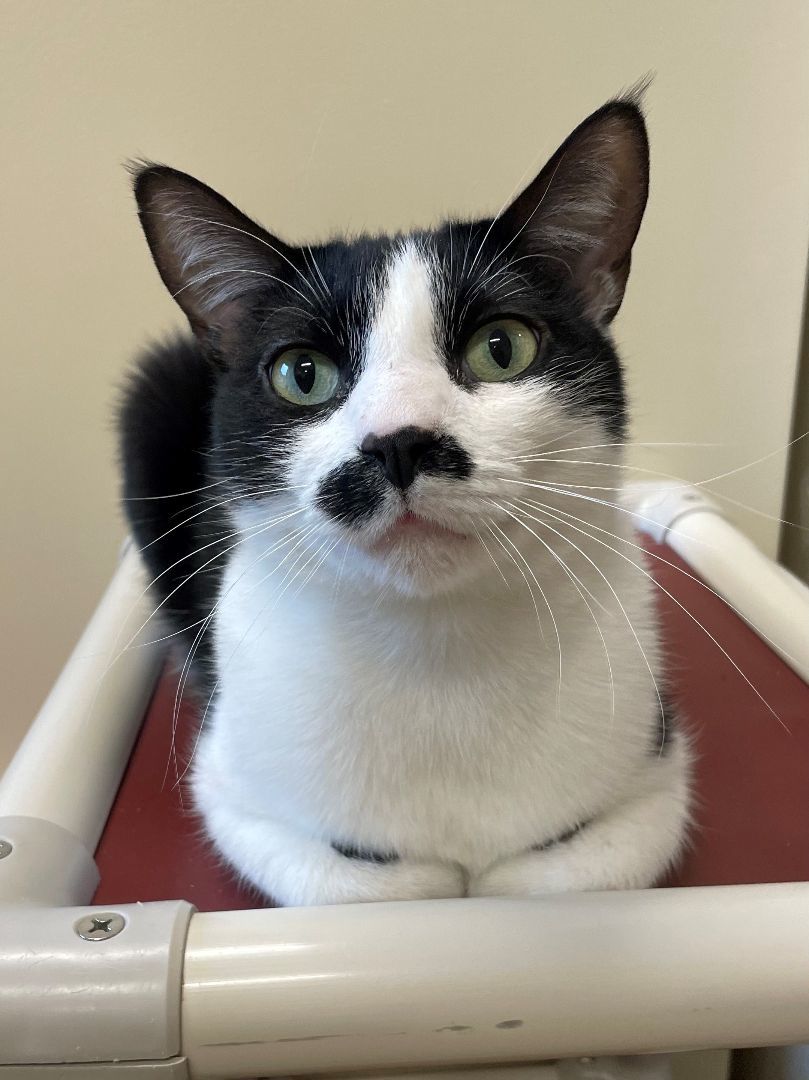 Mustache, an adoptable Domestic Short Hair in Hackensack, MN image 3/3