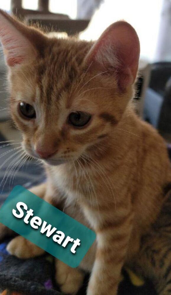 Stewart, Adoptable, Kitten Male Domestic Short Hair.