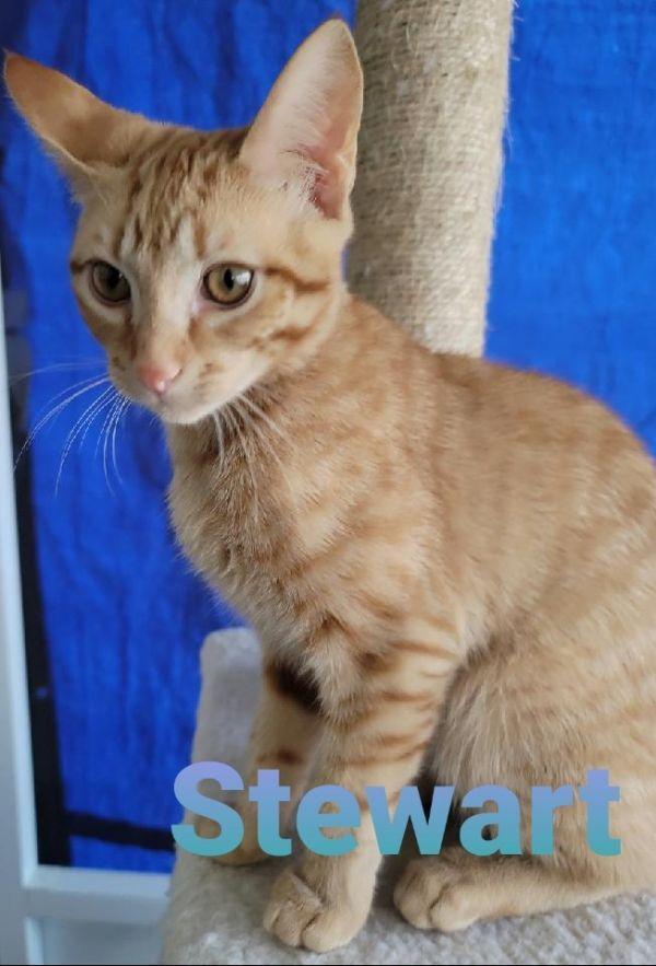 Stewart, Adoptable, Kitten Male Domestic Short Hair.