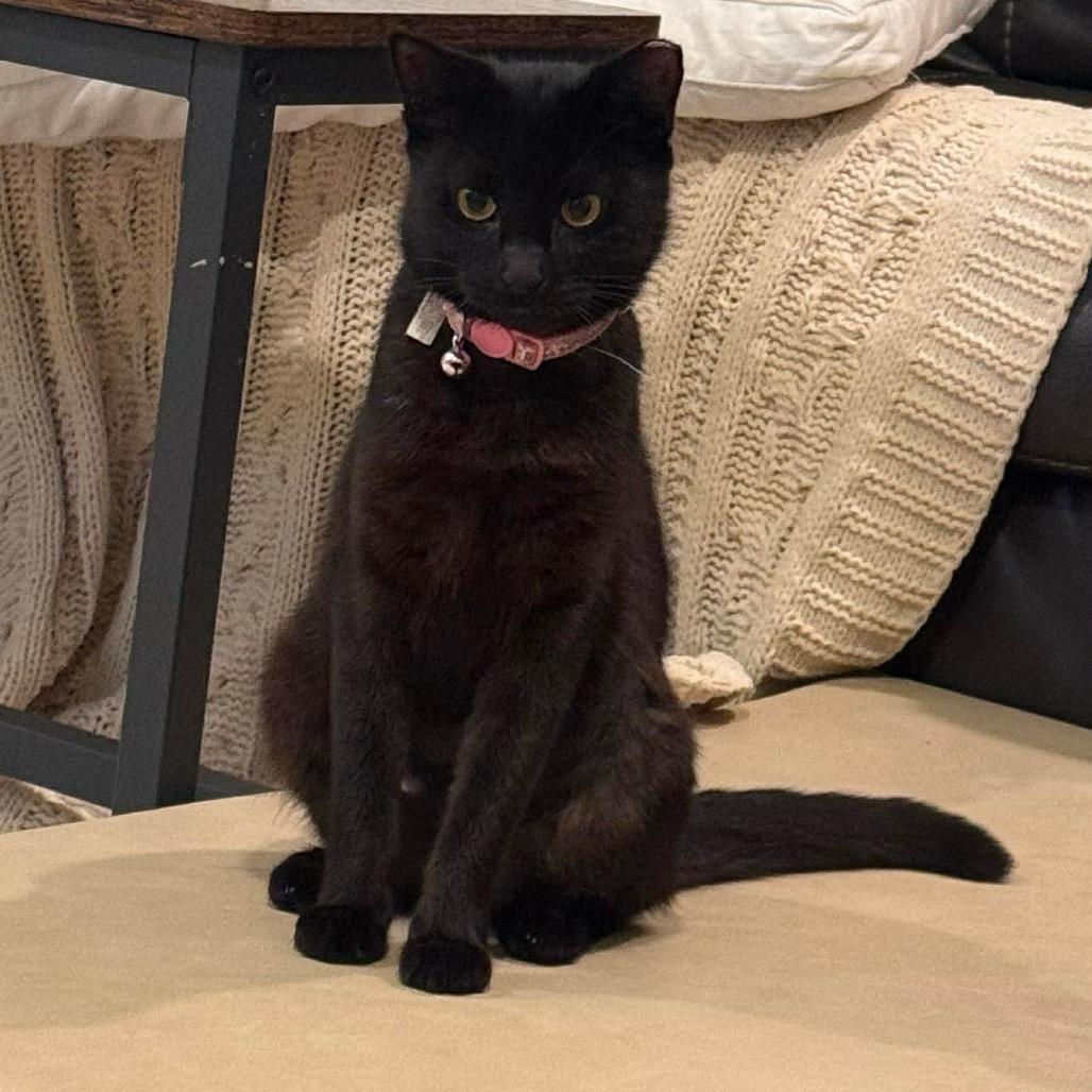 Camille, Adoptable, Young Female Domestic Short Hair.