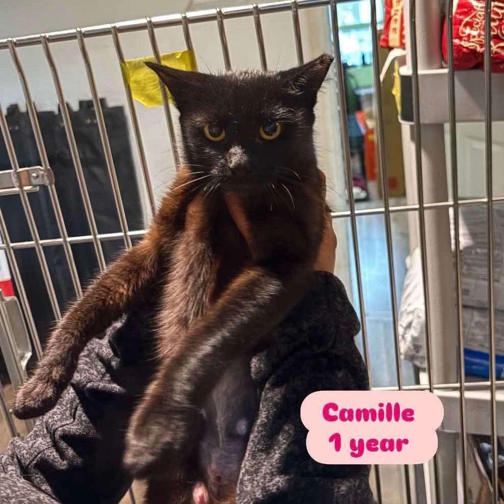 Camille, Adoptable, Young Female Domestic Short Hair.
