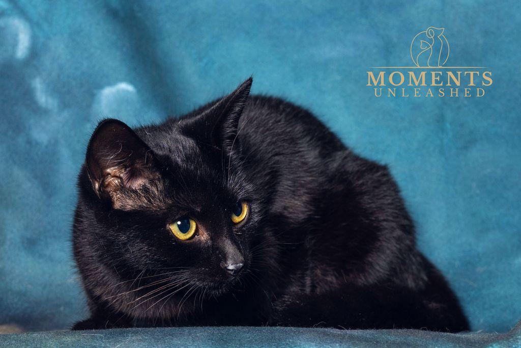 Enlarge Circe, an adopted Domestic Short Hair in Myakka City, FL image 3/3