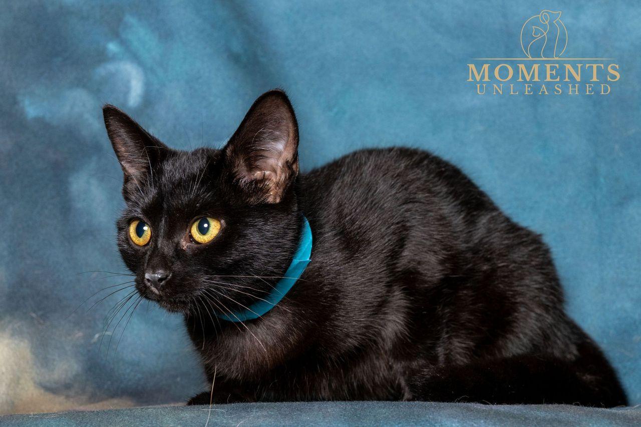 Enlarge Circe, an adopted Domestic Short Hair in Myakka City, FL image 2/3