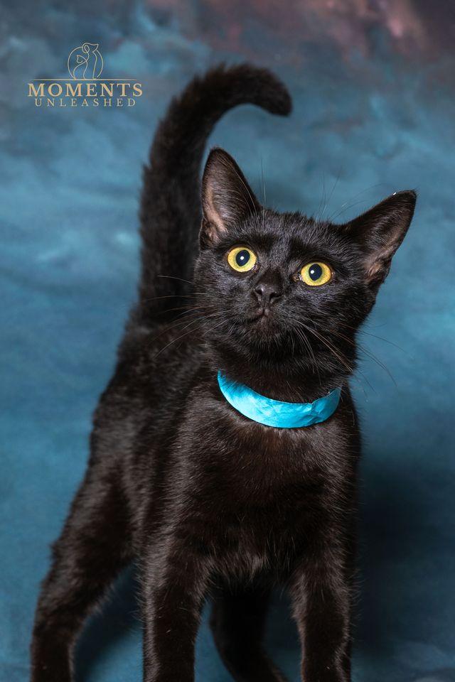 Enlarge Circe, an adopted Domestic Short Hair in Myakka City, FL image 1/3