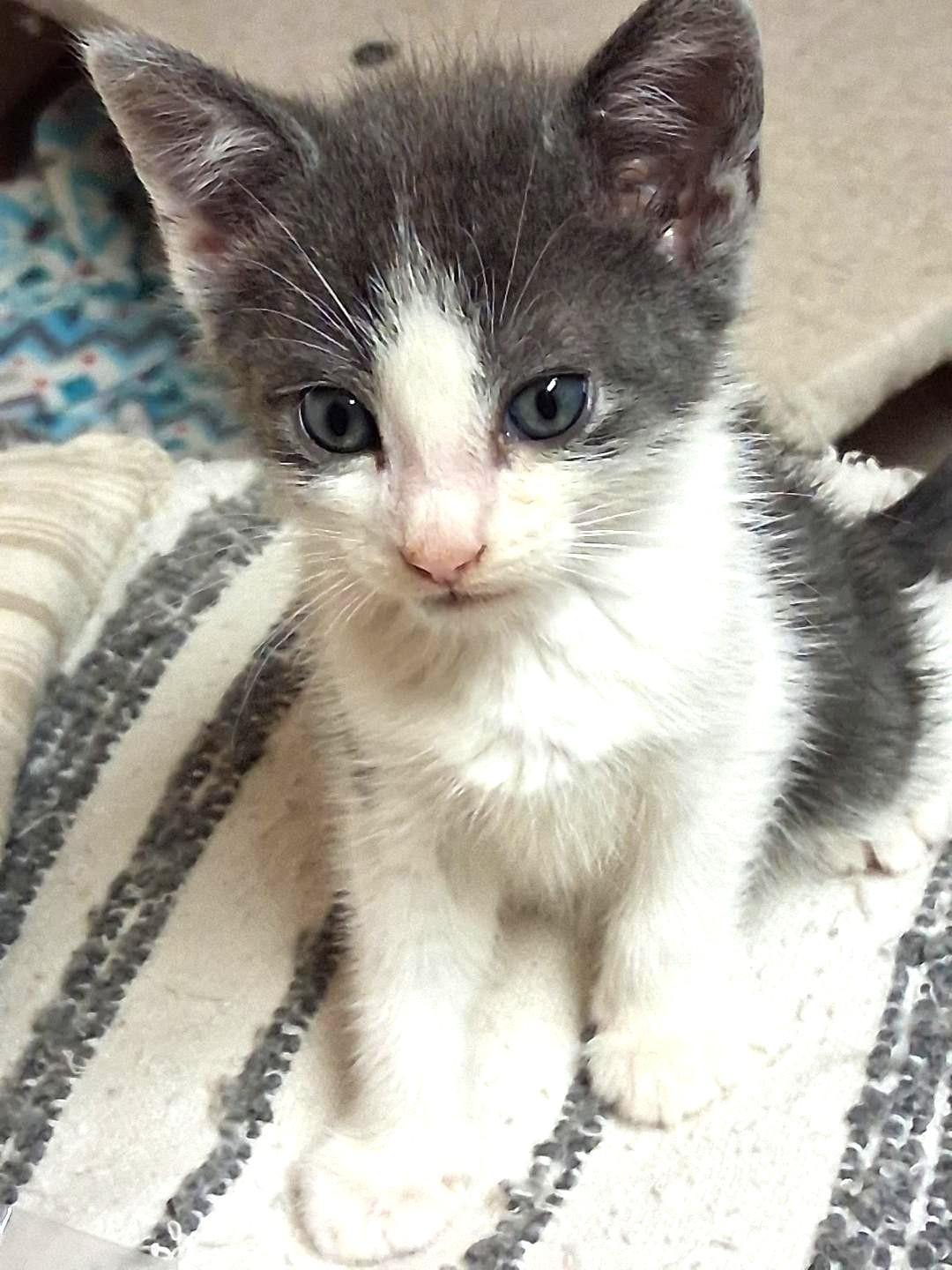 Elliot 2