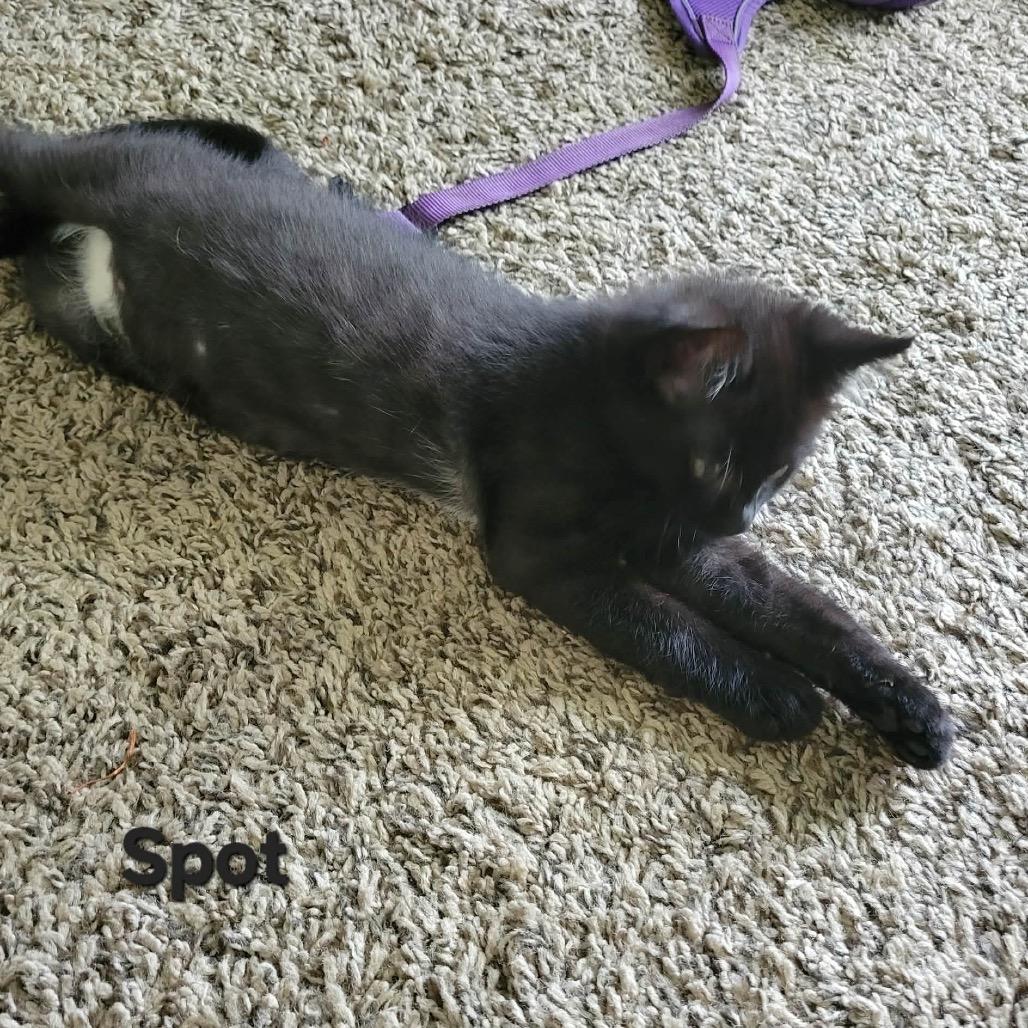 Enlarge Spot, a Adoptable Domestic Short Hair in Ferndale, WA image 1/1