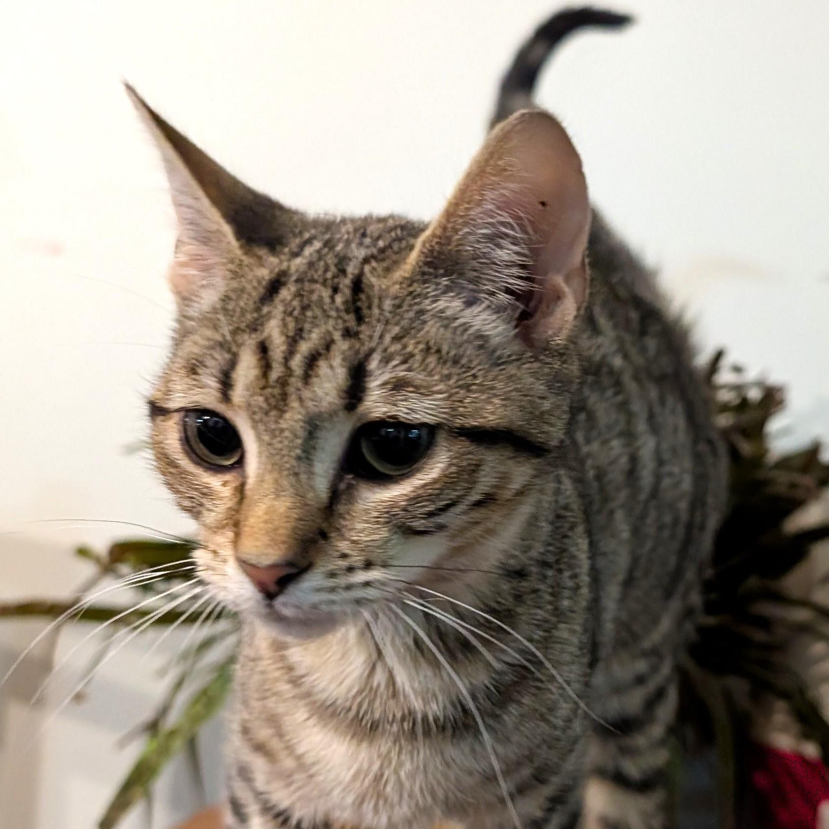 Maple, adopted, Young Female Tabby.