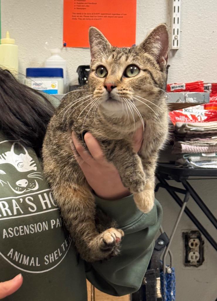 Enlarge Chiclet, a Adopted Domestic Short Hair in Sorrento, LA image 1/1