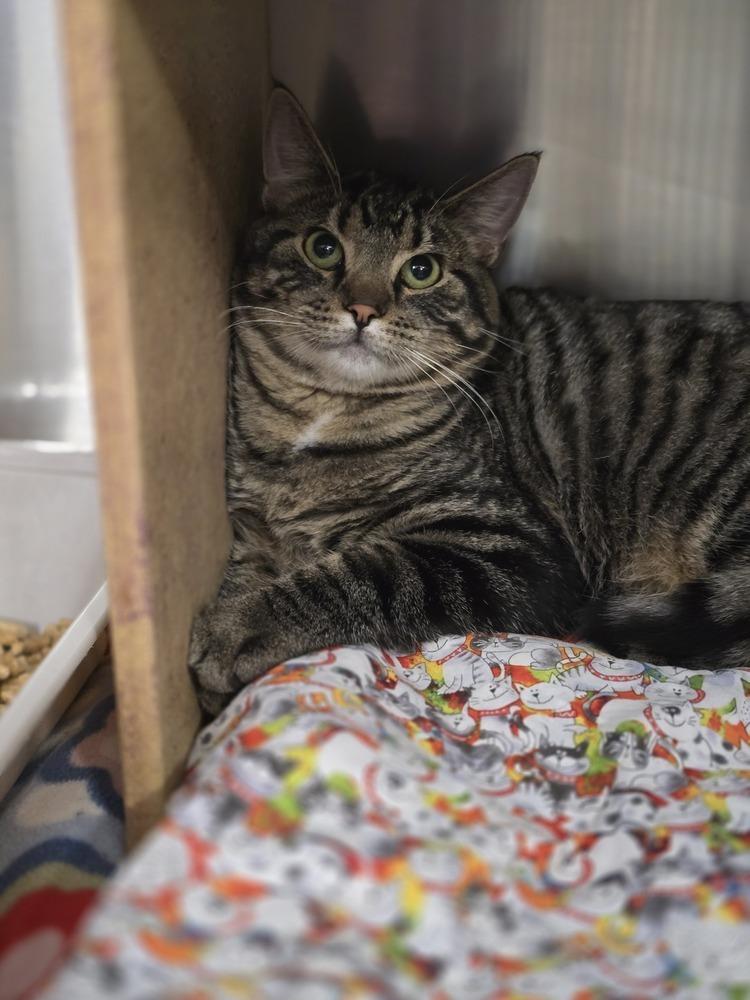 Enlarge Bo Jingles   K-320, a Adoptable Domestic Short Hair in Metamora, IL image 1/1