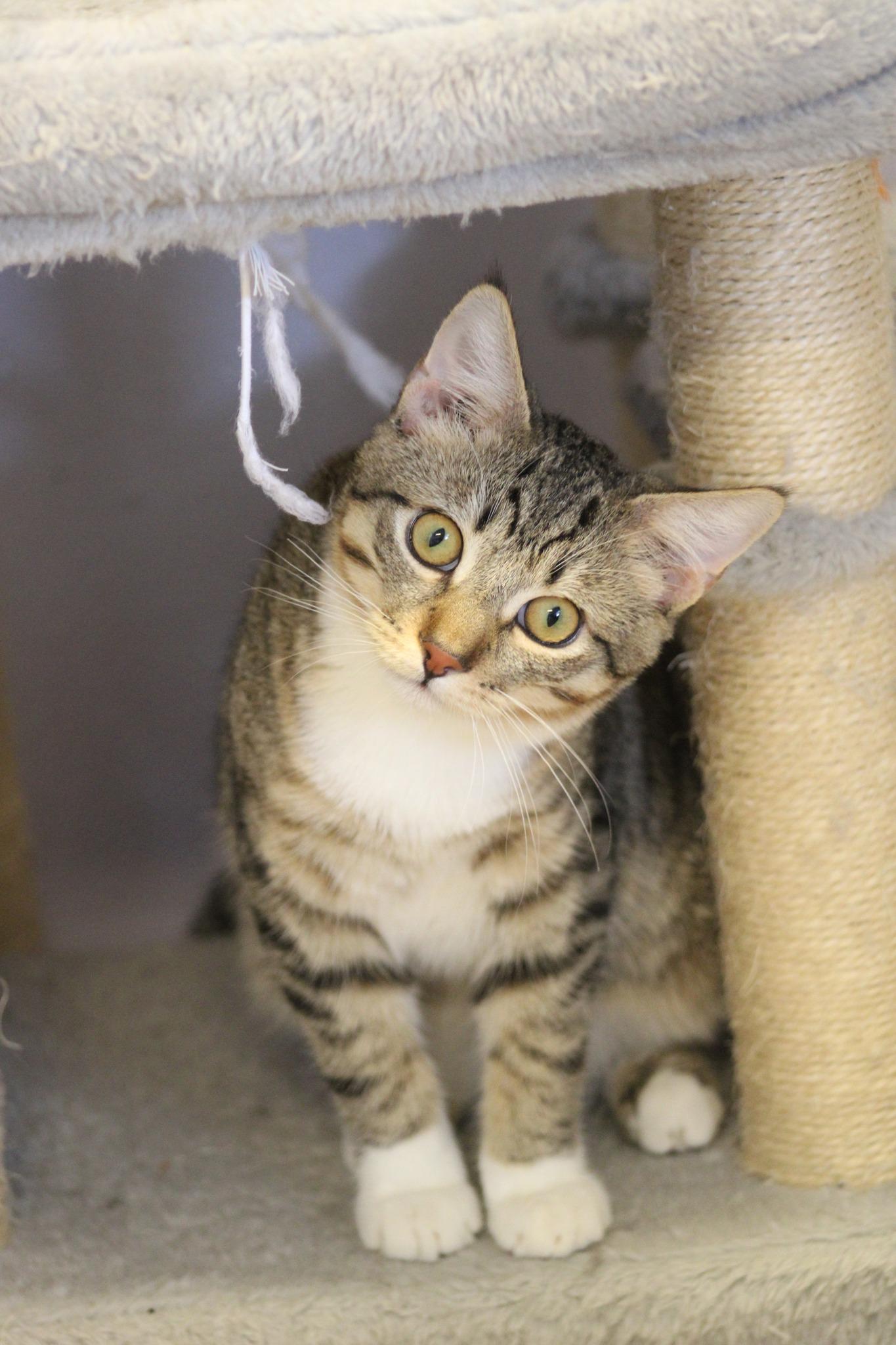 King, a Adoptable mixed breed in Weaverville, CA image 4/6