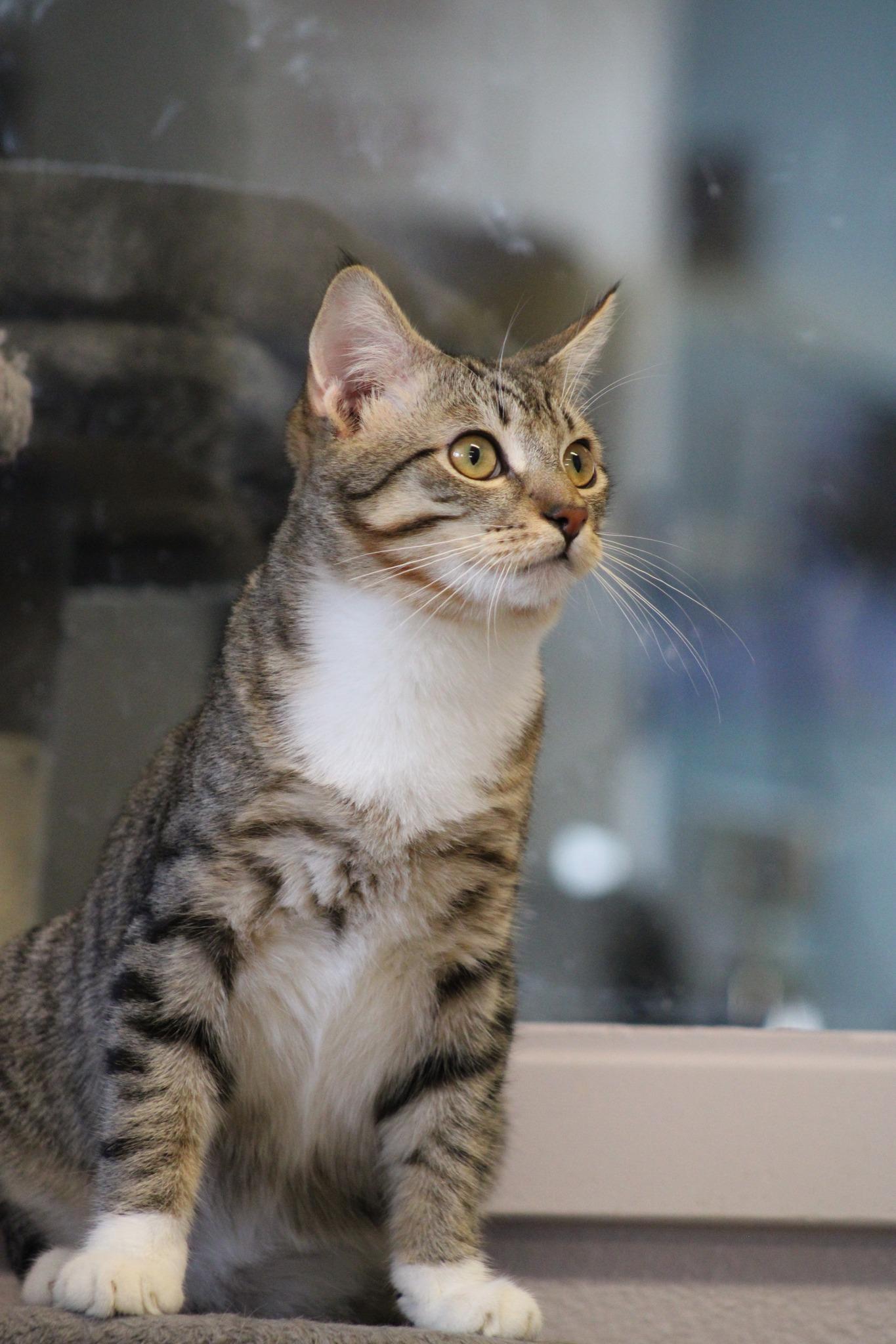 King, a Adoptable mixed breed in Weaverville, CA image 3/6